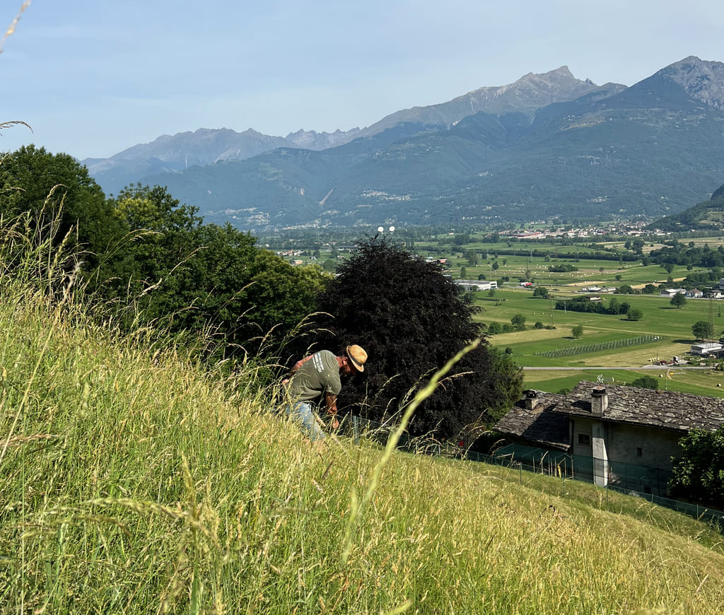 Raccolta a mano del fieno sui prati d'alta montagna in Valtellina